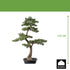 Kunstmatige cederbonsai Kopu - ca. 100 x 60 cm - in een zwarte plastic pot