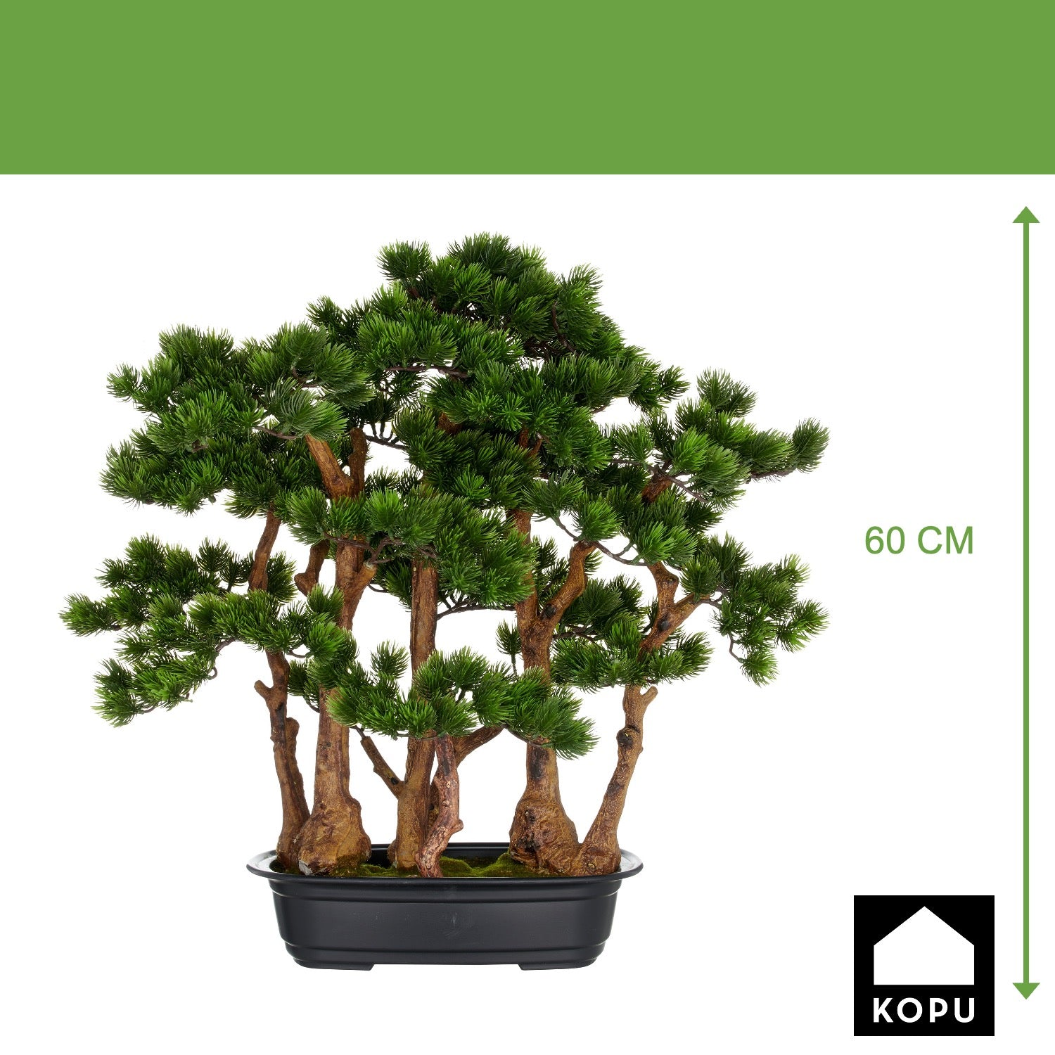 Kopu (den) bonsai, circa 60 x 60 cm - in een zwarte plastic pot