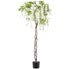 Kopu® Blauwe Regen 170 cm hoog - wit met gevlochten stam