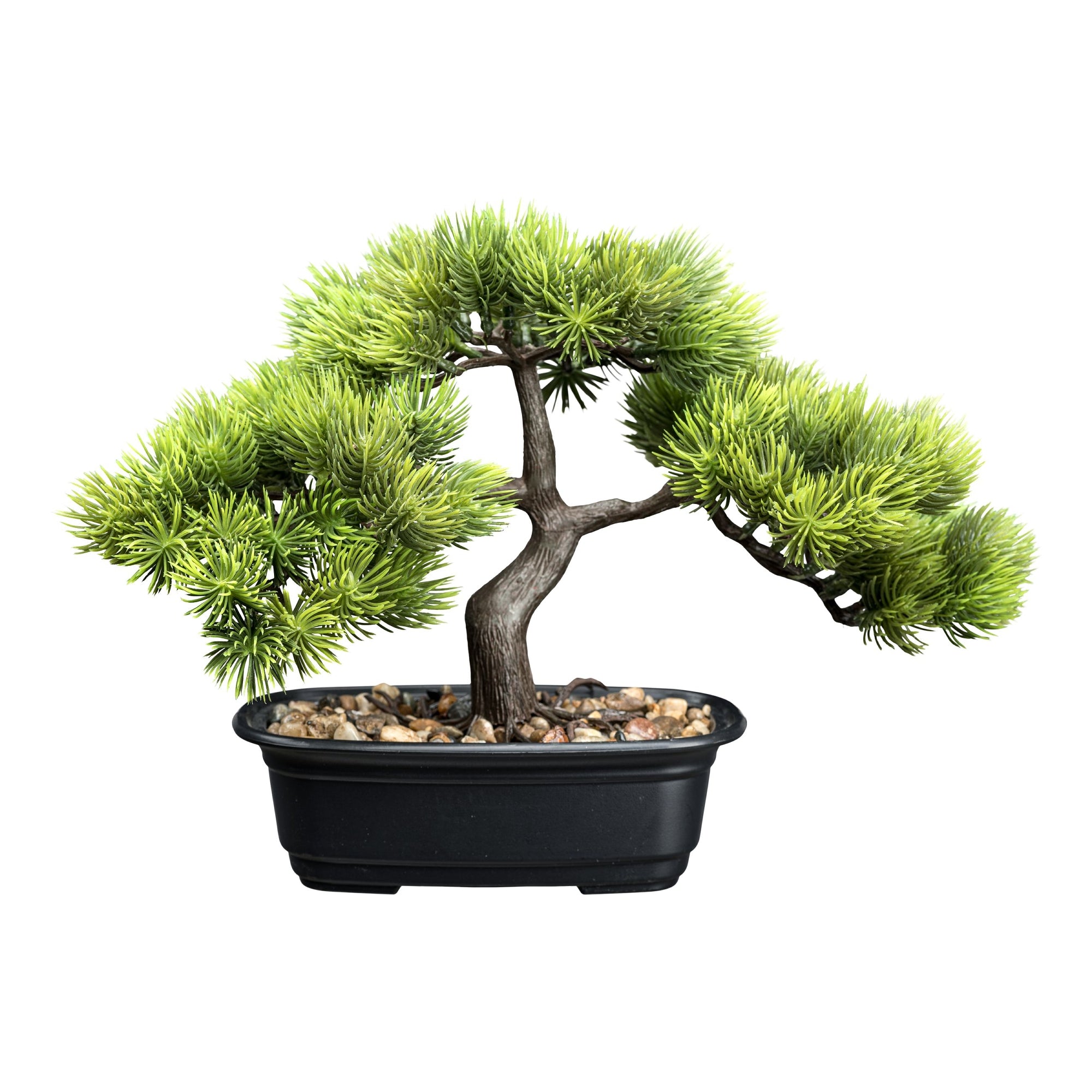 Bonsai van kopu (den), circa 23 x 30 cm, met een zwarte sierpot.