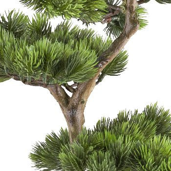 Bonsai van een kopu-den - circa 70 x 45 cm - in een zwarte plastic pot.