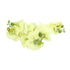 Kopu® Kunstbloem Orchidee 65 cm Groen met zwarte Schaal - Phalenopsis