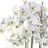 Kopu® Kunstbloem Orchidee 60 cm Wit met Schaal Ovaal - Phalenopsis