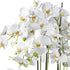 Kopu® Kunstbloem Orchidee 60 cm Wit met Schaal Ovaal - Phalenopsis