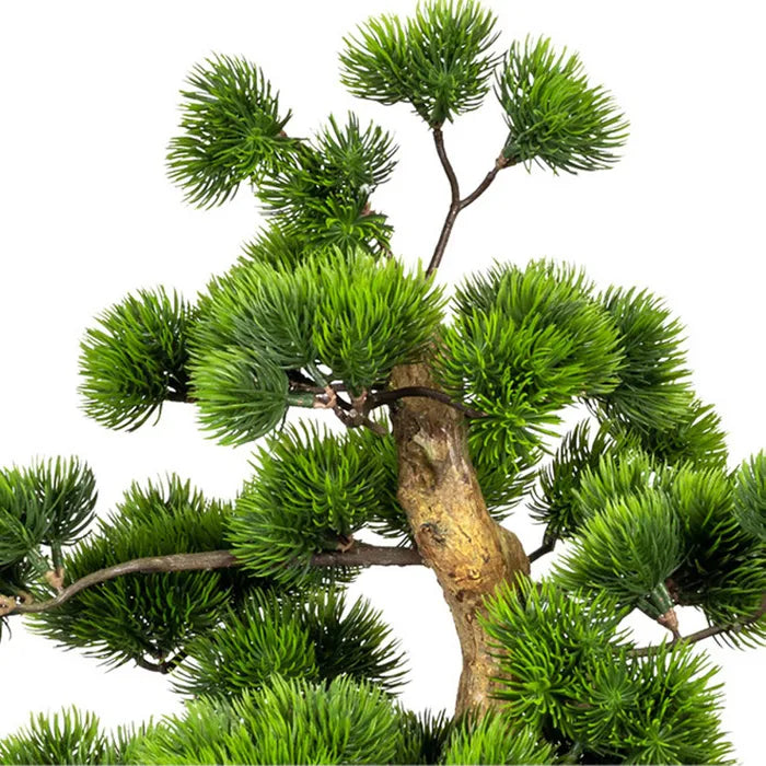 Bonsai van kopu (den), circa 60 x 40 cm, met een zwarte sierpot.