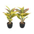 Kopu® 2 stuks Kunstplant Croton 35 cm - 14 bladeren - in zwarte pot