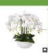 Kopu® Kunstbloem Orchidee 54 cm Wit met Schaal - Phalenopsis