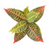 Kopu® 2 stuks Kunstplant Croton 35 cm - 14 bladeren - in zwarte pot