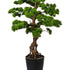 Kopu Bonsai (den) - circa 140 cm in een zwarte plastic pot