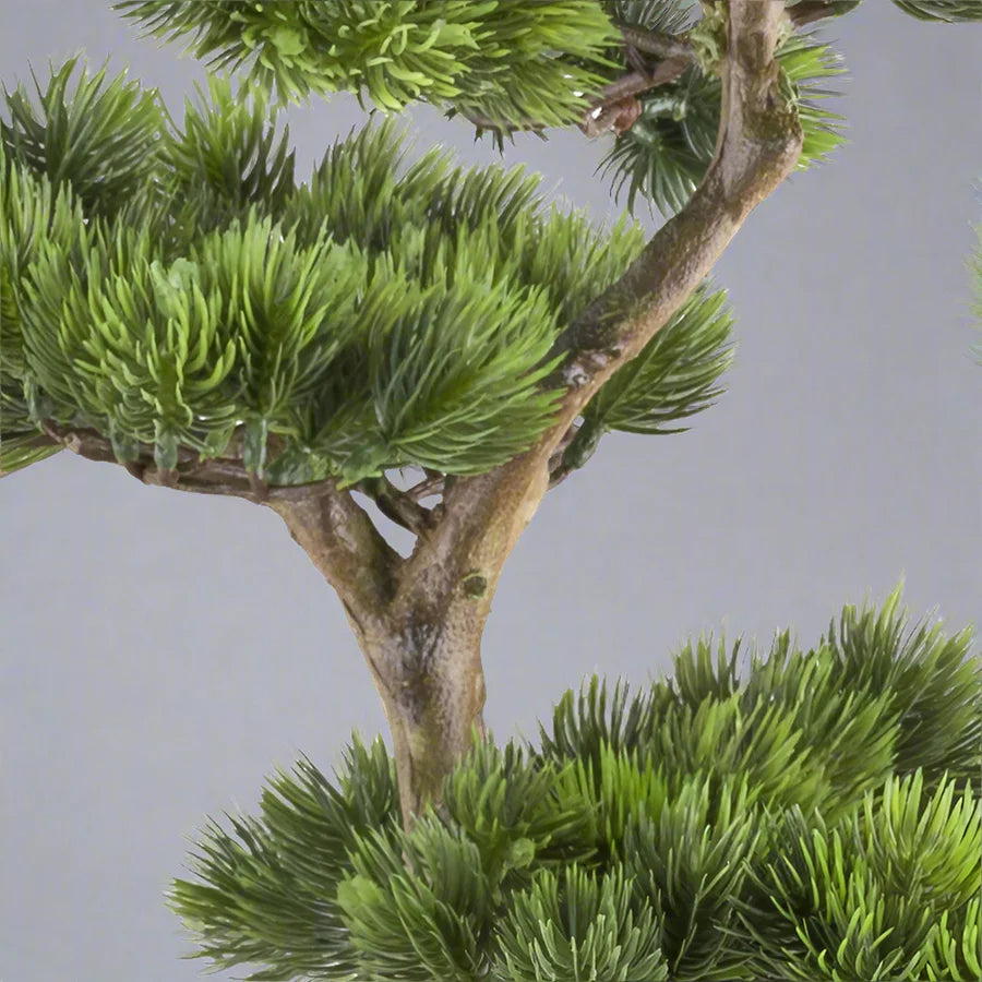 Bonsai van een kopu-den - circa 70 x 45 cm - in een zwarte plastic pot.