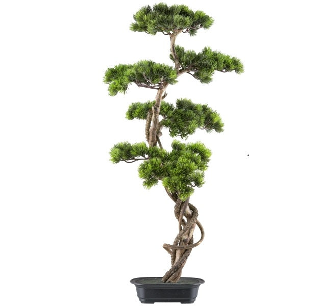 Kopu (den) bonsai, circa 90 x 40 cm - in een zwarte plastic pot
