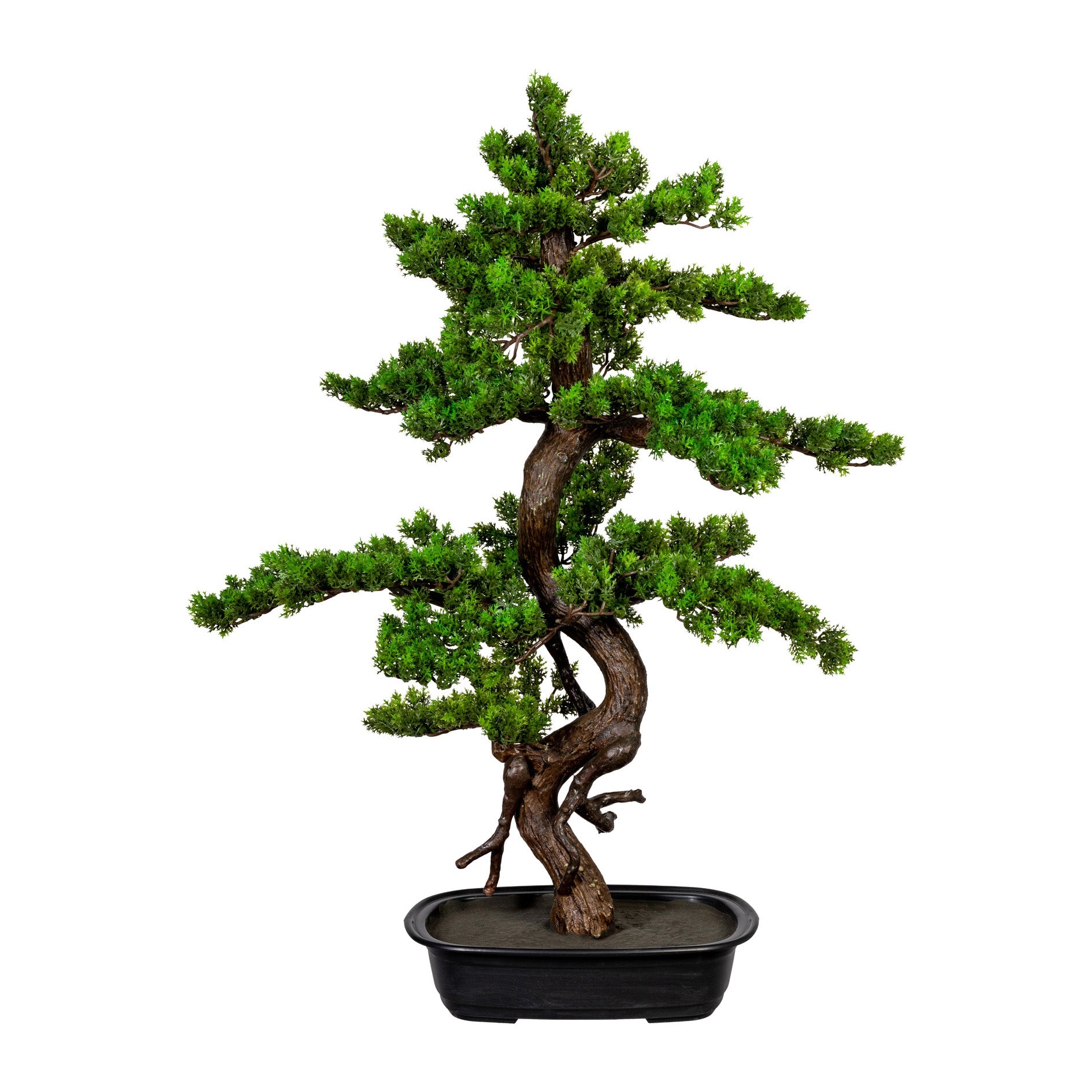 Myrtle Kopu Bonsai - circa 85 x 55 cm - in een zwarte plastic pot