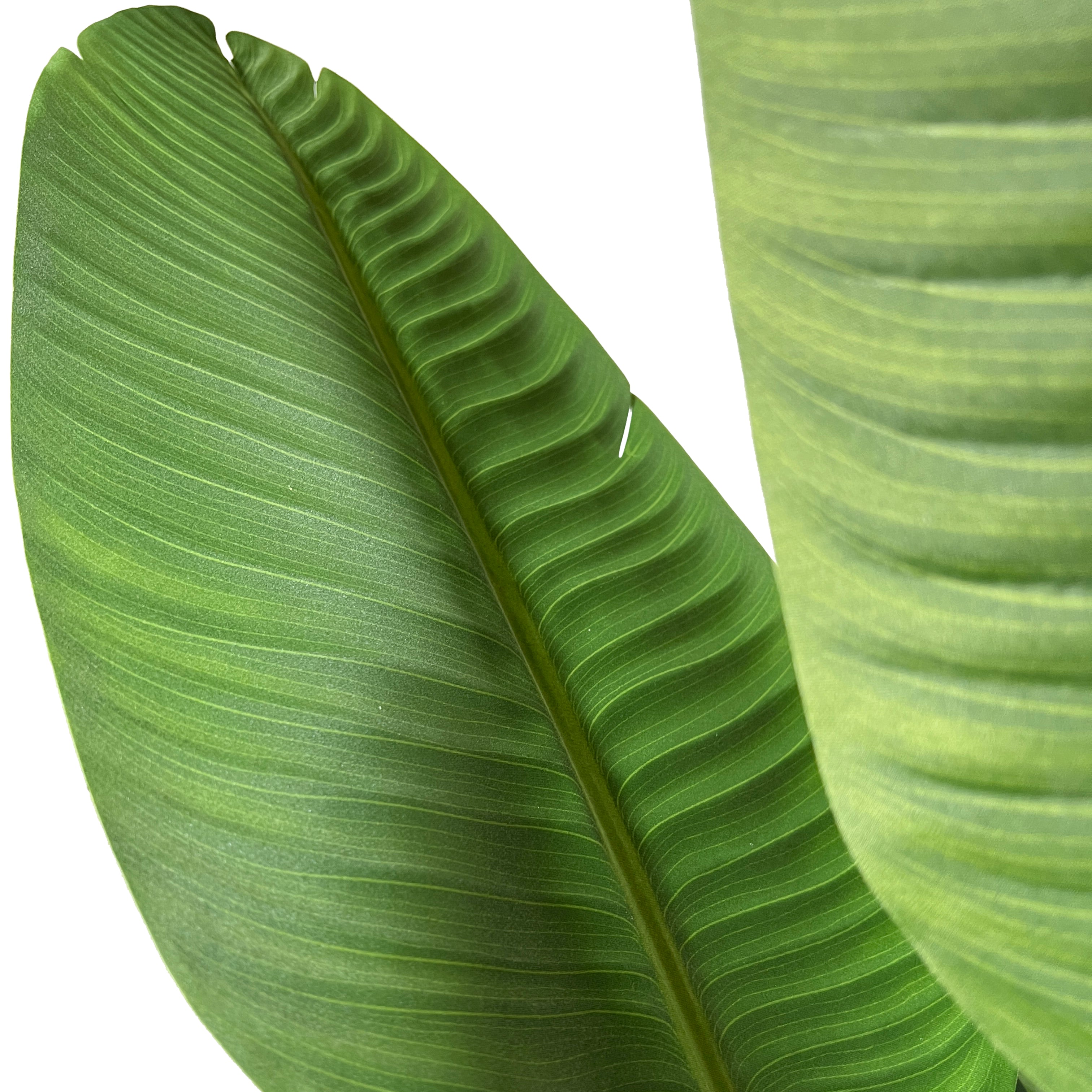 Kopu® Kunstplant Strelitzia Nicolai 160 cm Paradijsvogelplant 10 blad