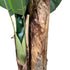 Kopu® Kunstpflanze Bananenpflanze 150 cm mit 21 Blättern - Kunstpflanze