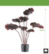Kopu® palmboom 100 cm donkerrood in een zwarte plastic pot - Kamerplant