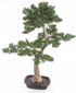Kunstmatige cederbonsai Kopu - ca. 100 x 60 cm - in een zwarte plastic pot