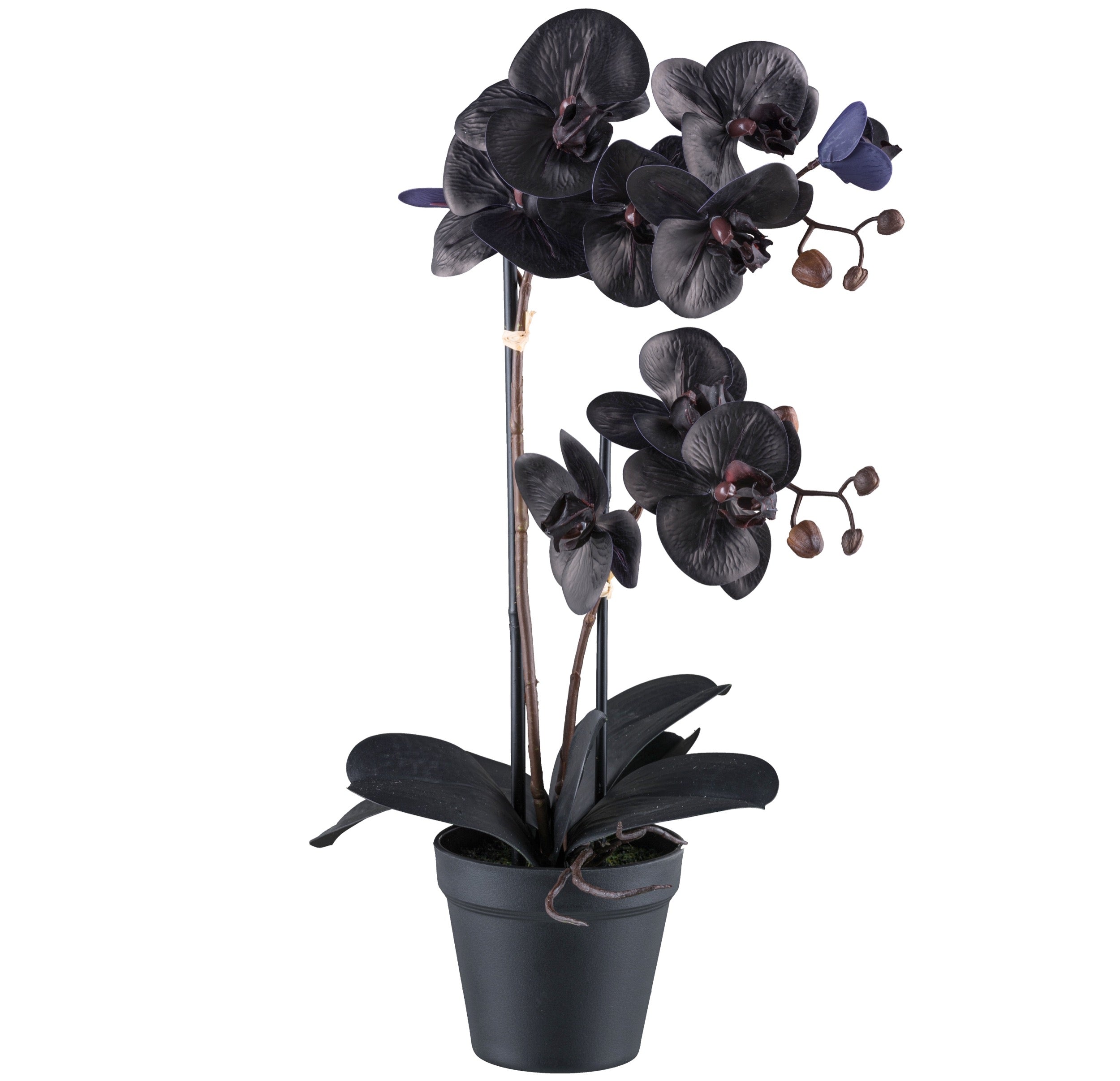 Kopu® Kunstplant Phalaenopsis orchidee - 10 Real Touch bloemen - zwart