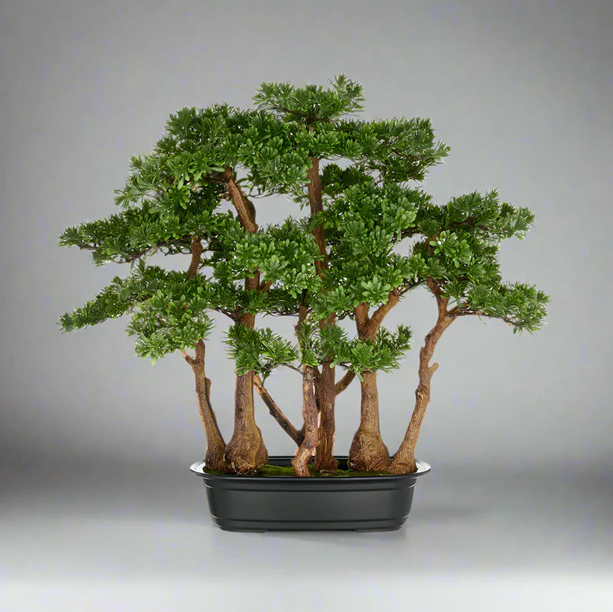 Kopu thee bonsai met 7 stammen - 60 x 60 cm - in een zwarte plastic pot