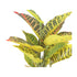 Kopu® 2 stuks Kunstplant Croton 35 cm - 14 bladeren - in zwarte pot
