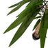 Kopu® Kunstpflanze Ficus 150 cm im weißen Topf – 720 Blätter