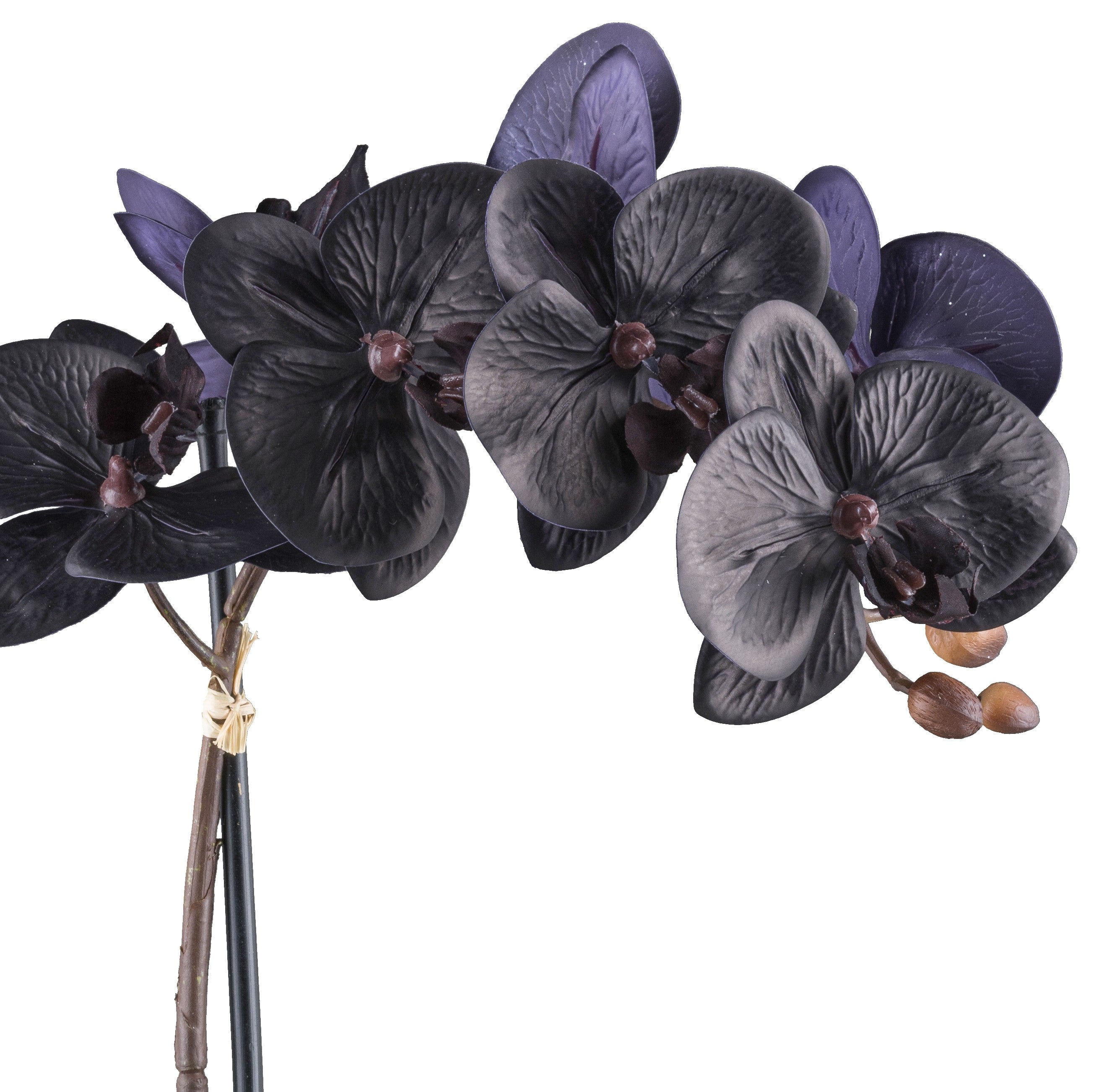 Kopu® Phalaenopsis-orchidee – 48 cm 7 bloemen, 4 bladeren - Real Touch - zwart