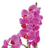 Kopu® Kunstbloem Orchidee 50 cm - cement Sierpot - Phalenopsis - Paars