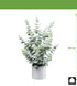 Kopu® Kunstplant Eucalyptus 66 cm in grijze Pot - Groen/Grijs blad