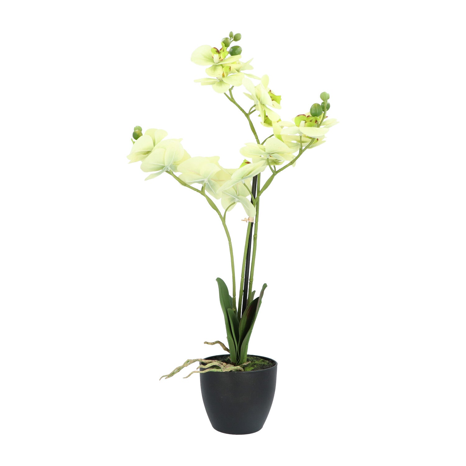 Kopu® Kunstbloem Orchidee 65 cm Groen met zwarte Schaal - Phalenopsis