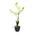 Kopu® Kunstbloem Orchidee 65 cm Groen met zwarte Schaal - Phalenopsis