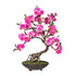 Kopu Bonsai Cerasum - roze - circa 50 cm - in een bruine cementen pot