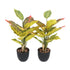 Kopu® 2 stuks Kunstplant Croton 35 cm - 14 bladeren - in zwarte pot