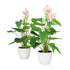 Kopu® 2 stuks Anthurium Roze Kunstplant 40 cm - Flamingoplant Roze