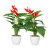 Kopu® 2 stuks Anthurium Kunstplant 40 cm - 3 bloemen - Flamingoplant