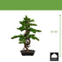 Myrtle Kopu Bonsai - circa 85 x 55 cm - in een zwarte plastic pot