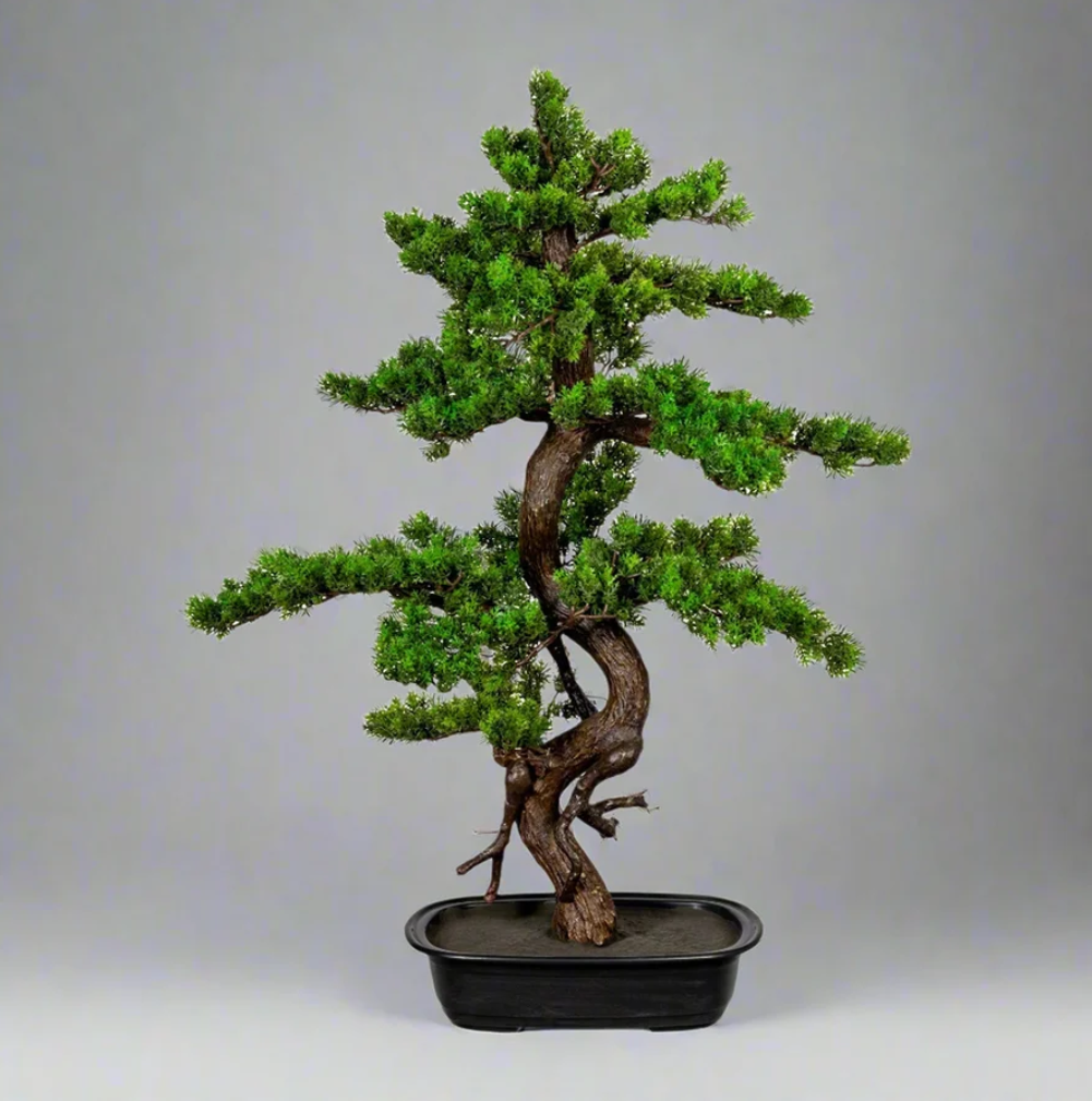 Kopu Myrtle Bonsai - Circa 85 X 55 cm - In Een Zwarte Plastic Pot