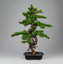 Kopu Myrtle Bonsai - Circa 85 X 55 cm - In Een Zwarte Plastic Pot