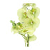 Kopu® Kunstbloem Orchidee 65 cm Groen met zwarte Schaal - Phalenopsis