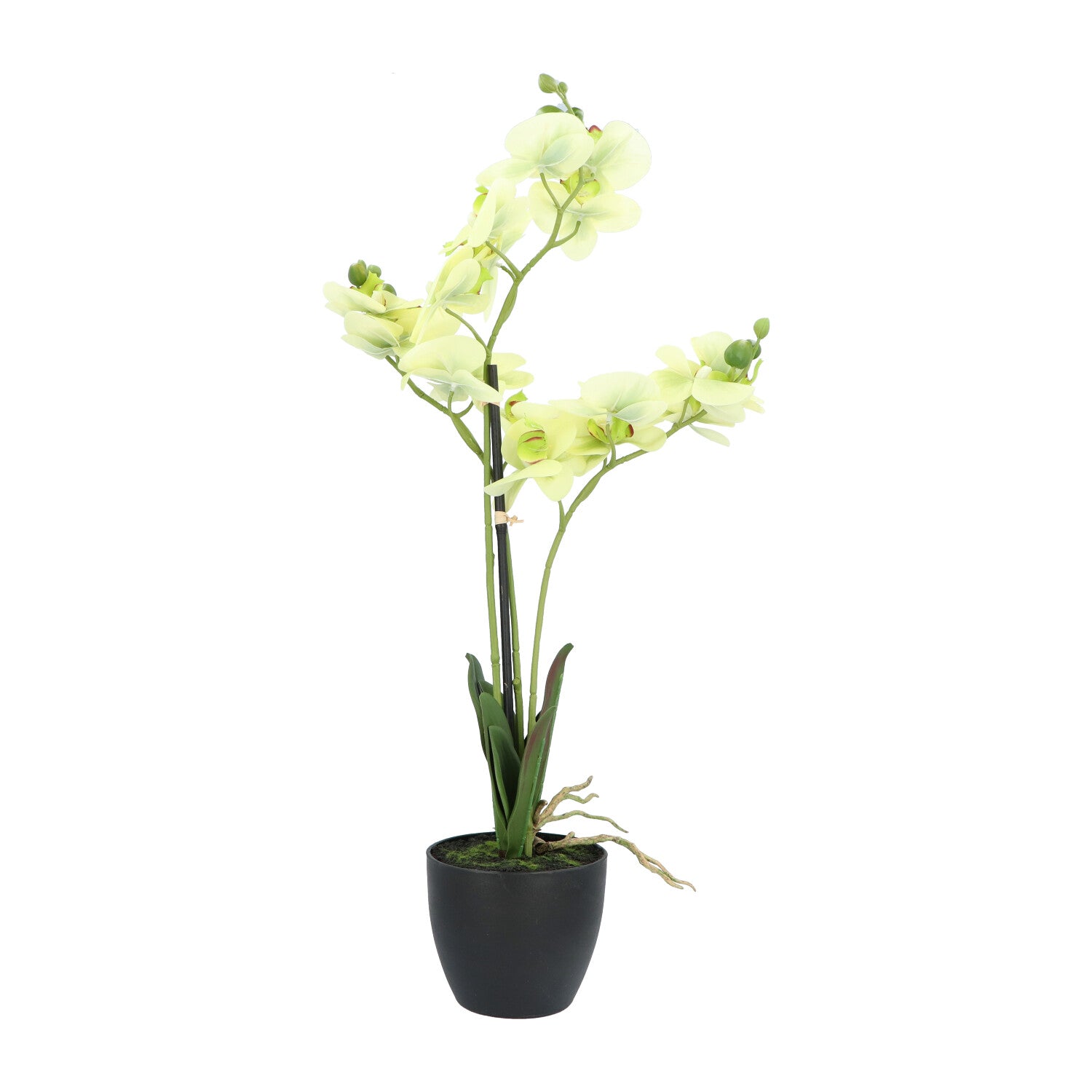 Kopu® Kunstbloem Orchidee 65 cm Groen met zwarte Schaal - Phalenopsis
