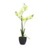 Kopu® Kunstbloem Orchidee 65 cm Groen met zwarte Schaal - Phalenopsis