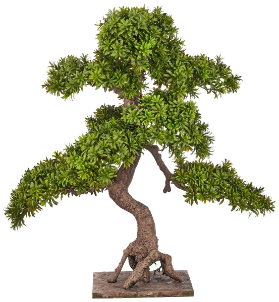 Kopu 7-stammen Podocarpus Macrophyllus Bonsai - 80 cm - Houten Voet