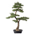 Kunstmatige cederbonsai Kopu - ca. 100 x 60 cm - in een zwarte plastic pot