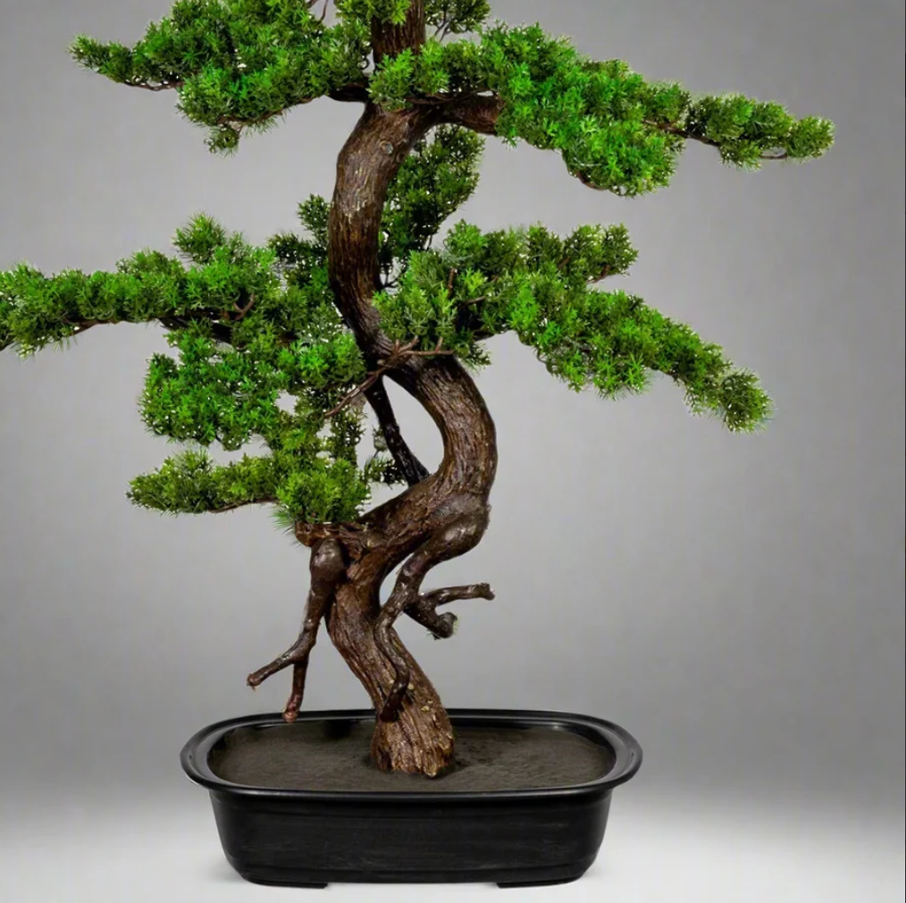 Kopu Myrtle Bonsai - Circa 85 X 55 cm - In Een Zwarte Plastic Pot