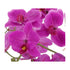 Kopu® Kunstbloem Orchidee 60 cm Roze met Schaal Ovaal - Phalaenopsis