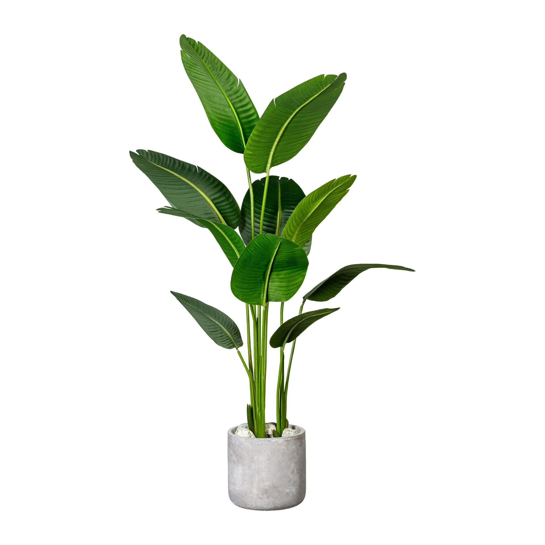 Kopu® Kunstpflanze Strelitzia Nicolai 160 cm Paradiesvogelpflanze 10 Blätter