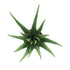Kopu® Kunstpflanze Aloe Vera 55 cm im schwarzen Blumentopf - 17 Blätter