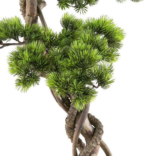 Kopu (den) bonsai, circa 90 x 40 cm - in een zwarte plastic pot