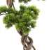 Kopu (den) bonsai, circa 90 x 40 cm - in een zwarte plastic pot