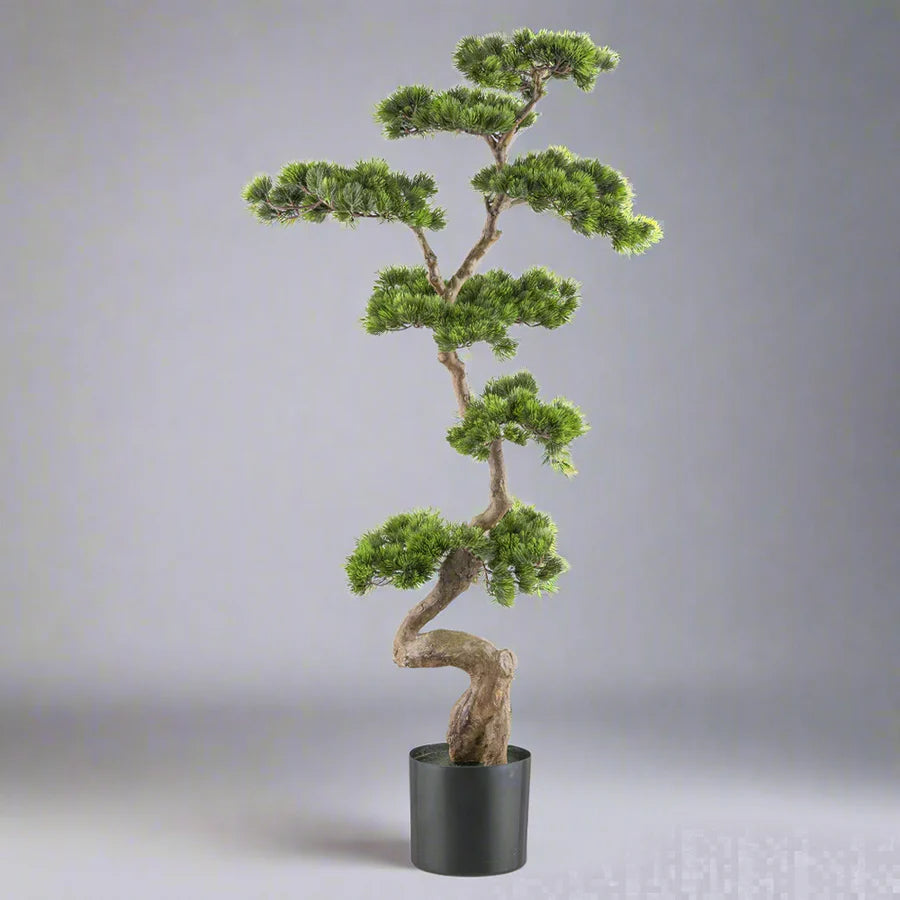 Bonsai van een kopu-den - circa 70 x 45 cm - in een zwarte plastic pot.