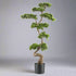 Kopu Kunst Bonsai den Circa 125 X 50 cm - In Een Zwarte Plastic Pot.