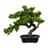 Myrtle Kopu Bonsai - ca. 40x40 cm - in een zwarte plastic pot